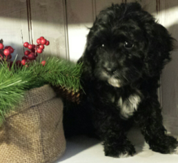 Cavapoo Puppy for sale in EPHRATA, PA, USA