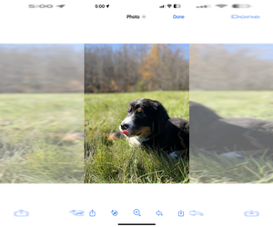 Bernese Mountain Dog Puppy for sale in MANCHESTER, NH, USA