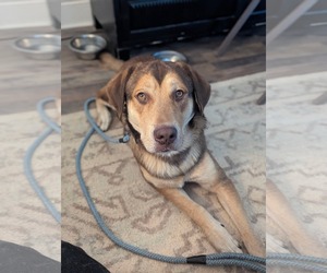 Labrottie Dogs for adoption in Rustburg, VA, USA