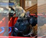 Small Photo #27 French Bulldog Puppy For Sale in MINNEAPOLIS, MN, USA