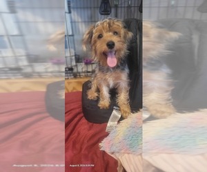 Medium Yorkshire Terrier