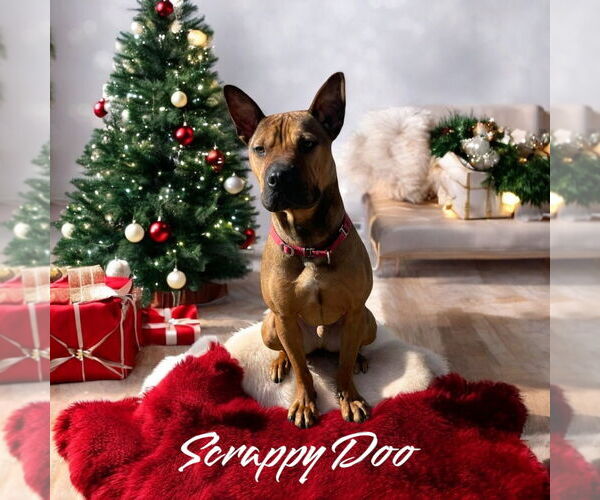 Medium Photo #25 American Staffordshire Terrier-Chinese Shar-Pei Mix Puppy For Sale in Port Clinton, OH, USA