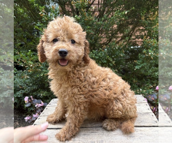 Medium Photo #2 Cockapoo (Miniature) Puppy For Sale in MIDDLEBURY, IN, USA