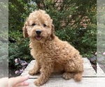 Small #1 Cockapoo (Miniature)
