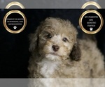 Puppy Latte AKC Poodle (Toy)