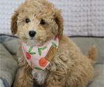 Puppy 2 Poodle (Toy)