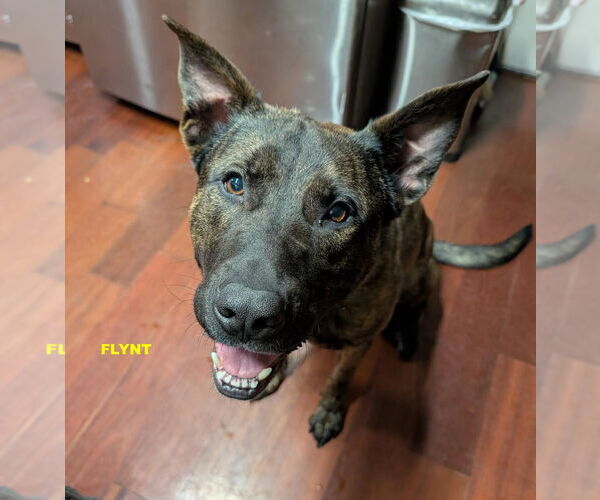 Medium Photo #5 Holland Shepherd-Unknown Mix Puppy For Sale in Woodland Hills, CA, USA