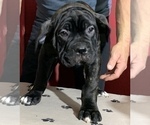 Small Photo #201 Cane Corso Puppy For Sale in COTTAGE GROVE, OR, USA