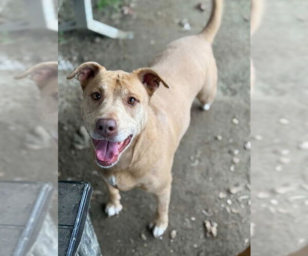 Medium Photo #2 Mutt Puppy For Sale in Riverside, CA, USA