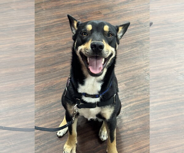 Medium Photo #1 Australian Kelpie Puppy For Sale in Fort Worth, TX, USA