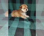 Small #7 Morkie
