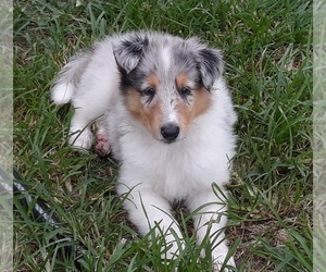 Collie Puppy for sale in PALM BAY, FL, USA