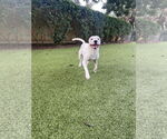 Small #1 Mutt