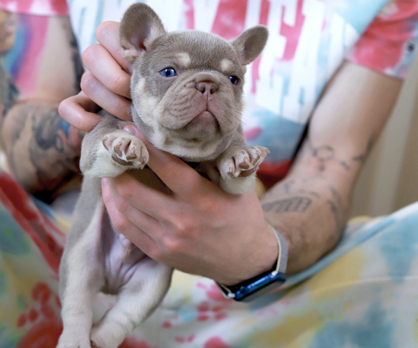 Medium Photo #3 French Bulldog Puppy For Sale in GREENPORT, NY, USA