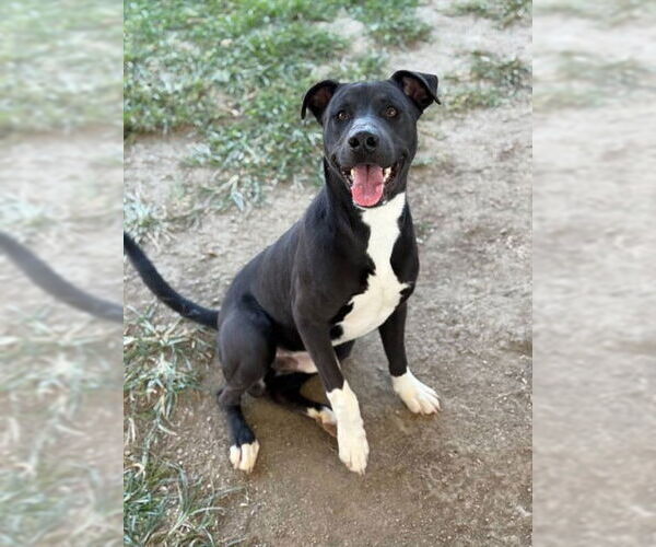 Medium Photo #3 American Pit Bull Terrier-Unknown Mix Puppy For Sale in Riverside, CA, USA