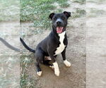 Small #2 American Pit Bull Terrier Mix