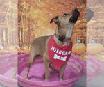 Small #4 Labrador Retriever-Red Heeler Mix