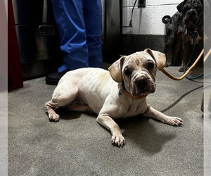 Bulldog Dogs for adoption in Forestville, MD, USA
