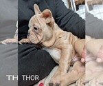 Small Photo #80 French Bulldog Puppy For Sale in MCKINLEYVILLE, CA, USA