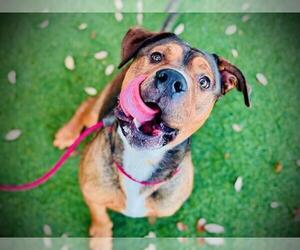 Mastador Dogs for adoption in Orlando, FL, USA