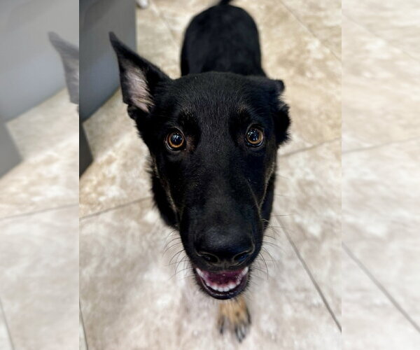Medium Photo #2 German Shepherd Dog-Unknown Mix Puppy For Sale in Hilton Head, SC, USA