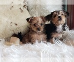 Small Photo #28 Shorkie Tzu Puppy For Sale in NEVADA, TX, USA