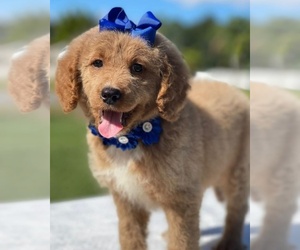 Goldendoodle Puppy for sale in KISSIMMEE, FL, USA