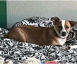 Small #2 Pembroke Welsh Corgi Mix