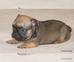 Small Photo #22 French Bulldog Puppy For Sale in WINNSBORO, TX, USA