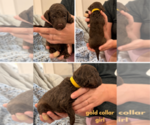 Small #9 Poodle (Standard)