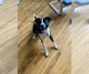 Jax - Female Mutt Dog for Adoption - Photo #4