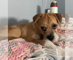 Small #2 Mutt