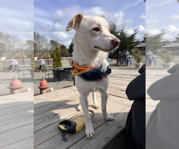 Medium Photo #17 Mutt Puppy For Sale in Bellingham, WA, USA
