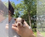 Small #8 Boston Terrier
