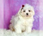 Small Photo #15 Maltese Puppy For Sale in WARSAW, IN, USA