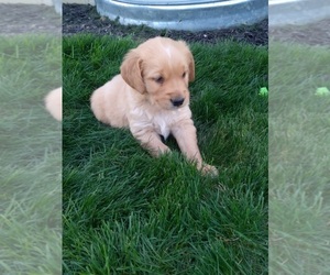 Golden Retriever Puppy for sale in APPLE CREEK, OH, USA