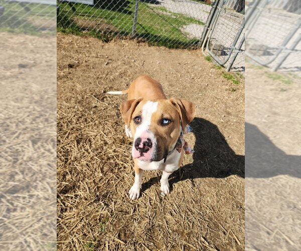 Medium Photo #6 Mutt Puppy For Sale in Evansville, IN, USA