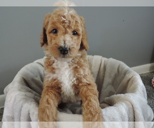 Poodle (Standard) Puppy for sale in SUNBURY, OH, USA