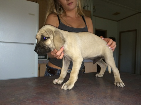 Medium Photo #1 Black Mouth Cur Puppy For Sale in EASTLAND, TX, USA