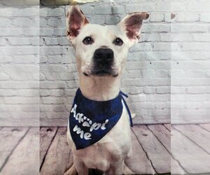 - Mix Dogs for adoption in Denton, TX, USA