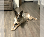 Small Red Heeler Mix
