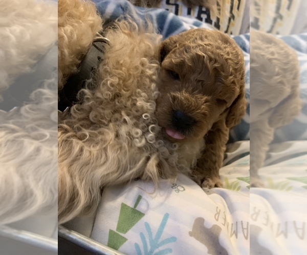 Medium Photo #3 Goldendoodle-Poodle (Miniature) Mix Puppy For Sale in CHARLOTTE, NC, USA