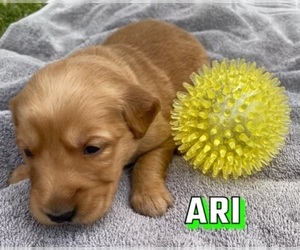 Golden Retriever Puppy for sale in MODESTO, CA, USA