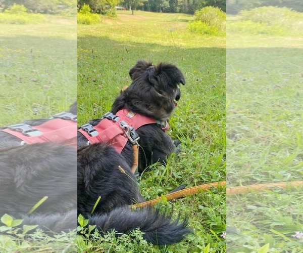 Medium Photo #9 Australian Shepherd-German Shepherd Dog Mix Puppy For Sale in Fultonham, NY, USA