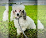 Small #2 Poodle (Toy)