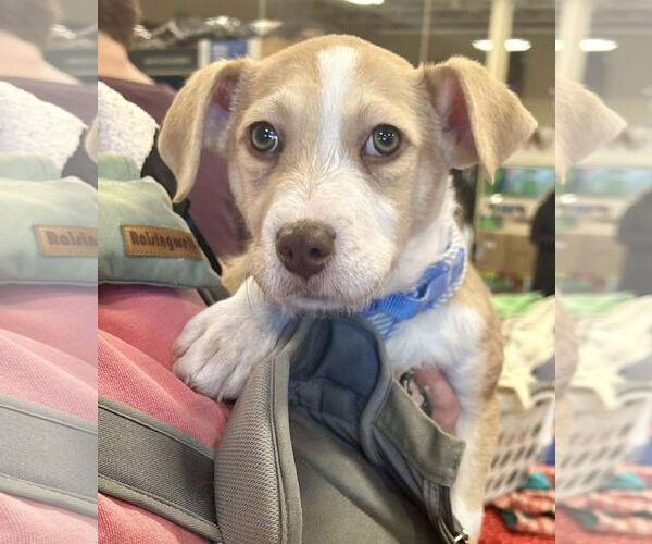 Medium Photo #6 Mutt Puppy For Sale in Germantown, OH, USA