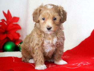 Maltipoo Puppy for sale in MOUNT JOY, PA, USA