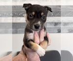 Small #14 American Staffordshire Terrier-Siberian Husky Mix