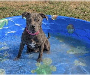 Mutt Dogs for adoption in Bakersfield, CA, USA