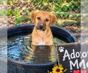Lila - Female - Mix Dog for Adoption - Photo #2